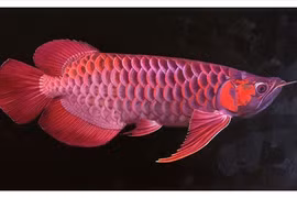 Khi cơn sốt cá rồng quét qua thế giới