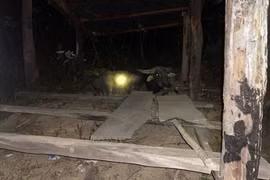 Xót xa: 4 công ty lâm nghiệp tàn phá 22.000 ha rừng