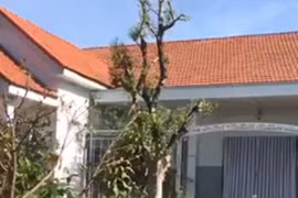 Đội Quản lý thị trường Kon Tum đề nghị điều tra kẻ trộm 3 cây khế và chè