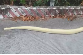 Xôn xao trăn bạch tạng xuất hiện trên đường lên núi Sam