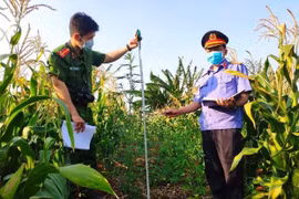 Chư Sê: Phát hiện một điểm trồng hàng trăm cây cần sa