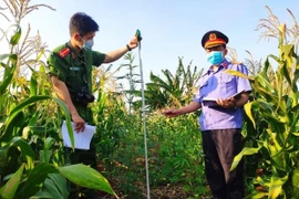 Chư Sê: Phát hiện một điểm trồng hàng trăm cây cần sa