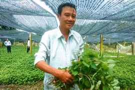 Long An: Chỉ với 4 công đất, một ông nông dân trồng thứ rau mùi tanh mà nhanh thu tiền tỷ mỗi năm