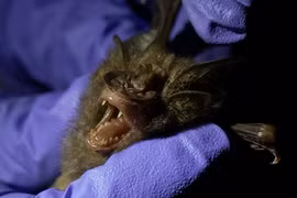 Phát hiện: Một loài dơi ở Thái Lan có virus corona giống SARS-CoV-2