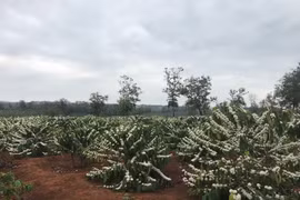 Gia Lai: Mưa xuân hiếm gặp, người trồng cà phê lo lắng