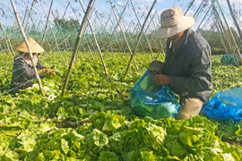 Sở Nông nghiệp và PTNT tỉnh Gia Lai kêu gọi hỗ trợ người dân tiêu thụ nông sản