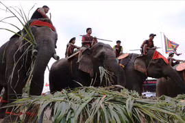 Thú vị tập tục người Tây Nguyên cúng voi ngày cuối năm