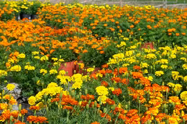 Điểm danh những loại hoa tết được "chuộng" ở miền Tây