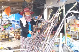 Độc đáo phong tục chưng cây mía ngày Tết