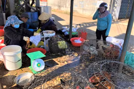 Pleiku: Dịch vụ giết mổ gà đắt khách ngày 30 Tết