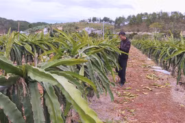 Trồng thanh long trên giàn sắt