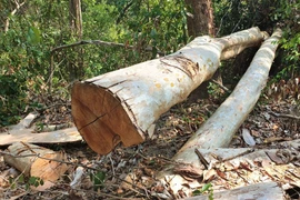 Thi hành kỷ luật lãnh đạo Ban Quản lý rừng phòng hộ Ayun Pa