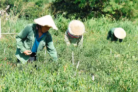 Hiệu quả từ một dự án tưới tiết kiệm nước ở phía Đông tỉnh Gia Lai