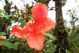 Chinh phục 'nàng' A'reeng