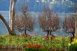 Hình ảnh đường phố Đà Lạt rực rỡ sắc màu hoa Tết