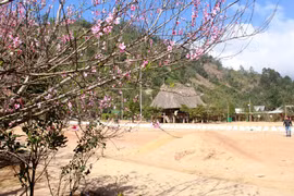 Đào rừng nơi miền biên viễn khoe sắc rực rỡ đón xuân