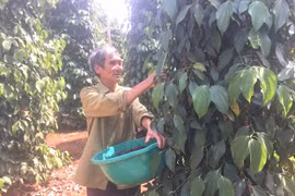 Lê Hải Thành: Bí thư chi bộ "hai giỏi"