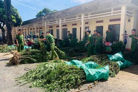 Chư Sê: Bắt đối tượng trồng gần nửa tấn cần sa rồi trốn truy nã