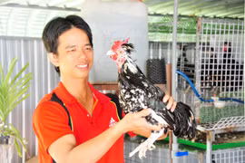 Nuôi gà Quý Phi lạ lẫm và chim trĩ, ông nông dân này vừa nuôi vừa giải trí vẫn kiếm 400 triệu mỗi năm