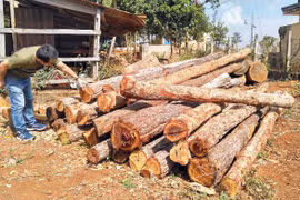 Xử lý nghiêm việc phá rừng ở Kon Chiêng