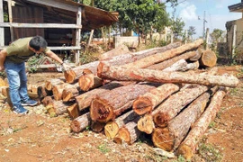 Sẽ xử lý nghiêm vụ khai thác gỗ trái phép ở Kon Chiêng