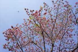 Đường phố TPHCM thơ mộng trong sắc hoa kèn hồng rực rỡ