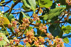 Mùa con ong đi lấy mật