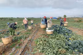 Gia Lai: Hỗ trợ người dân vùng dịch tiêu thụ nông sản