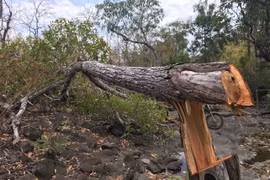 Mang Yang: Liên tiếp phát hiện 3 vụ khai thác, vận chuyển gỗ lậu