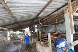 Quảng Ngãi: Dịch lở mồm long móng lây lan ở một số địa phương