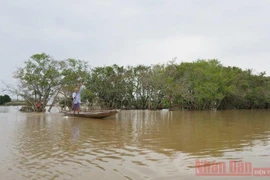 Bài 3: Hơn ba mươi năm giữ "tường chắn sóng" cho làng