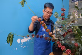 Độc lạ từ cành cà phê