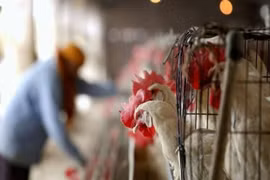 Nga lần đầu tiên phát hiện virus cúm gia cầm H5N8 ở người