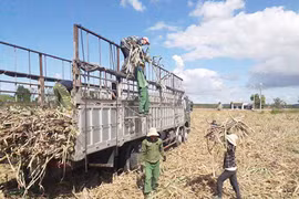 Gia Lai: Chủ động triển khai các biện pháp phòng-chống cháy mía