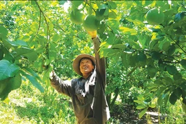 Phú Yên: Một ông nông dân gom các giống cam đặc sản của cả nước về vườn nhà mình trồng và cái kết bất ngờ