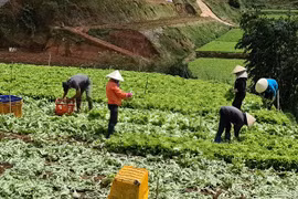 Rau xanh Đà Lạt dư thừa, nông dân phải cày làm phân xanh