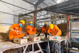 Cảng Quy Nhơn hỗ trợ nông dân Gia Lai xuất khẩu dưa hấu