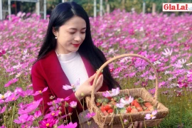 Sắc xuân trên vườn dâu Nghĩa Hưng