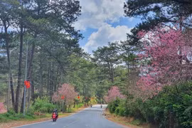 Mùa xuân xứ hoa – Đà Lạt kết tinh từ đất lành