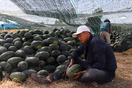 Hàng trăm tấn dưa hấu chờ "giải cứu"