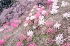 Bung nở hoa xuân trên rẻo cao Bắc Kạn