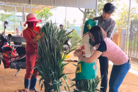 Pleiku: Nỗ lực hỗ trợ nhà vườn tiêu thụ hoa Tết