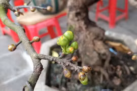 CLIP: Hoa mai thế Bình Định đẹp lung linh, người mua vẫn thờ ơ