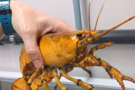 Phát hiện tôm hùm hoàng kim cực hiếm '30 triệu con mới có 1' ở Maine