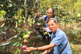 Bến Tre: Xuất hiện giống vú sữa lạ, ăn được luôn… vỏ, ngon xuất sắc, sắp bay sang trời Tây