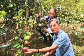 Bến Tre: Xuất hiện giống vú sữa lạ, ăn được luôn… vỏ, ngon xuất sắc, sắp bay sang trời Tây