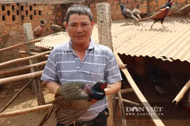 Nuôi chim trĩ quý hiếm, một ông nông dân tỉnh Lâm Đồng năm nào cũng trúng vài trăm triệu