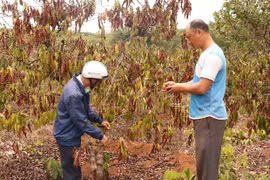 Gia Lai: Trên 15 tỷ đồng hỗ trợ khôi phục sản xuất nông nghiệp