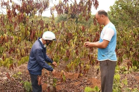 Gia Lai: Trên 15 tỷ đồng hỗ trợ khôi phục sản xuất nông nghiệp