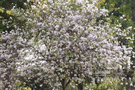 Thu bạc triệu mỗi ngày nhờ dịch vụ chụp ảnh mùa ban nở